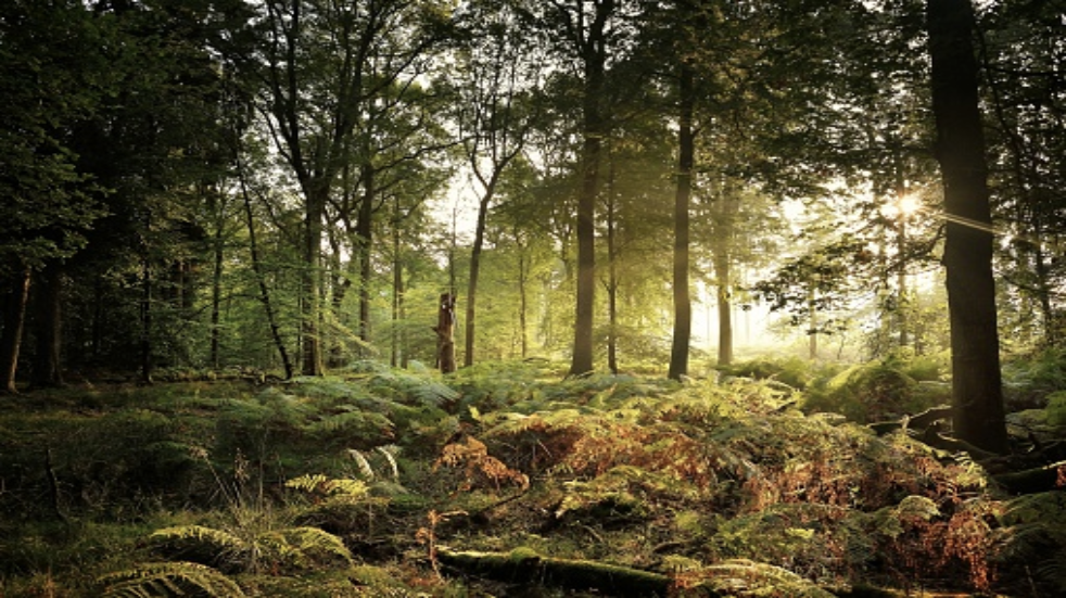 Top walks in Forest of Dean